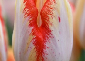 Tulipa Beautydream (3)